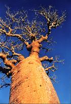 Baobab, photos