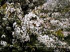 Cerisier du Japon, photos