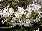 Cerisier du Japon, photos