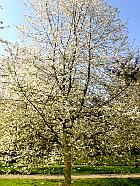 Cerisier blanc, paysage