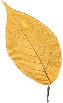 cerisier, automne