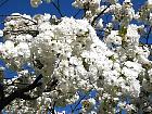 Cerisier du Japon, fleur