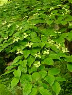 Cornouiller du Japon, fleur