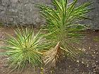 Dracena