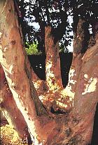 Eucalyptus, corce