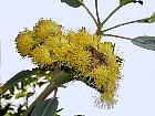 Eucalyptus, fleur