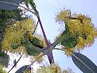 Eucalyptus, photos