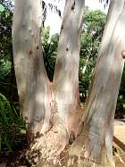 Eucalyptus, tronc