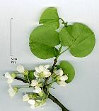 Arbre de Judée à fleurs blanches, photos