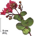 Lilas des Indes, Lagerstrmie, fleur
