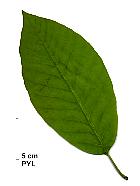 Magnolia aux concombres, feuille