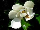 Magnolia  grandes fleurs, photos