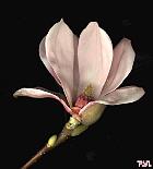 Magnolia de Soulanges, photos