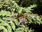 Mahonia  feuilles de houx, photos