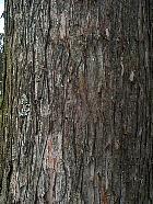 Mtasquoia, corce