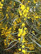 Acacia, photos