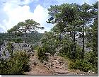 Pin de montagne, paysage