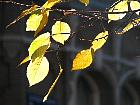 Orme champtre, feuilles d'automne