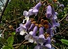 Paulownia, fleur