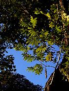 Ptrocarier  feuilles de Frne, Noyer du Caucase, silhouette