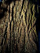 Ptrocarier  feuilles de Frne, Noyer du Caucase, corce