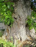 Ptrocarier  feuilles de Frne, Noyer du Caucase, tronc