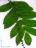 Ptrocarier  feuilles de Frne, Noyer du Caucase, feuille