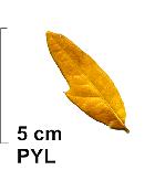 Chêne à feuilles de laurier, photos