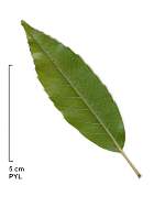 Chêne à feuilles de myrsine, feuille