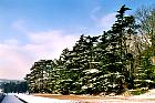 Cdre, paysage sous la neige