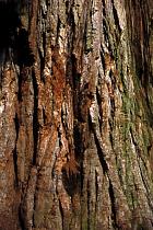 Squoia Redwood, corce