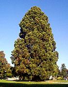 Séquoia géant, photos
