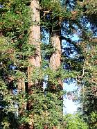 Squoia Redwood, tronc