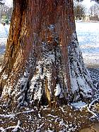 Squoia Redwood, tronc