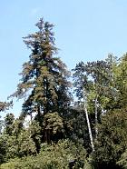 Squoia Redwood, photos