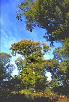 Chêne pédonculé, photos