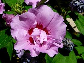 althea