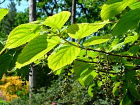 stachyurus