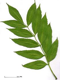 Feuille De Fr ne