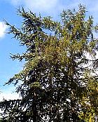 C�dre et m�l�ze