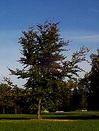 H�tre jeune