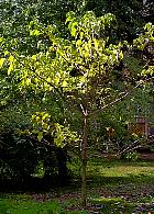 Idesia polycarpa
