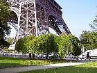 M�rier blanc pleureur