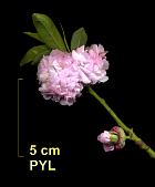 P�cher Klara Meyer