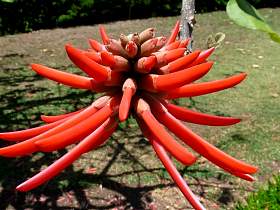 Erythrina